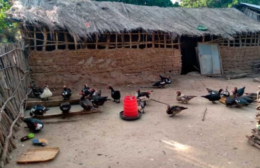 Temperantia realiza una donación para la construcción de un aviario por la mejora agrícola en Mozambique